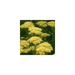 6 x achill�e - achillea 'credo' - godet 9x9 cm