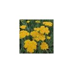 6 x achill�e - achillea filipendulina 'cloth of gold' - godet 9x9 cm