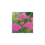 6 x achill�e - achillea millefolium 'cerise queen' - godet 9x9 cm