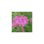 6 x achill�e - achillea millefolium 'lilac beauty' - godet 9x9 cm