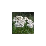 6 x achill�e - achillea millefolium 'weisses wunder' - godet 9x9 cm