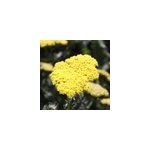 6 x achill�e - achillea 'moonshine' - godet 9x9 cm
