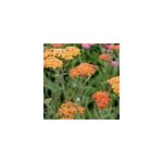 6 x achill�e - achillea 'terra cotta' - godet 9x9 cm