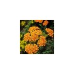 6 x achill�e - achillea 'walter funcke' - godet 9x9 cm