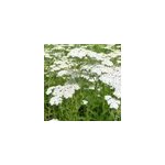 6 x achill�e millefeuille - achillea 'alabaster' - godet 9x9 cm