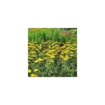 6 x achill�e millefeuille - achillea 'coronation gold' - godet 9x9 cm