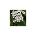 6 x achill�e millefeuille - achillea millefolium - godet 9x9 cm