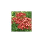 6 x achill�e millefeuille - achillea millefolium 'paprika' - godet 9x9 cm