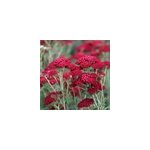 6 x achill�e millefeuille - achillea millefolium 'red velvet' - godet 9x9 cm
