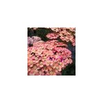 6 x achill�e millefeuille - achillea millefolium 'wesersandstein' - godet 9x9