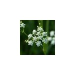 6 x achill�e millefeuille - achillea millefolium 'white beauty' - godet 9x9 cm