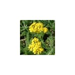 6 x achill�e tomenteuse - achillea tomentosa - godet 9x9 cm