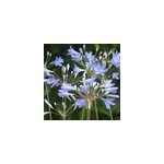 6 x agapanthe - agapanthus 'peter pan' - godet 9x9 cm