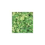 6 x alch�mille des alpes - alchemilla alpina - godet 9x9 cm