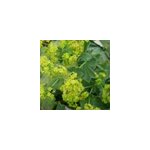 6 x alch�mille commune - alchemilla mollis - godet 9x9 cm