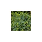 6 x alch�mille erythropoda - alchemilla erythropoda - godet 9x9 cm