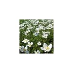 6 x an�mone des bois - anemone sylvestris - godet 9x9 cm