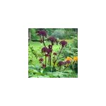 6 x ang�lique gigas - angelica gigas - godet 9x9 cm