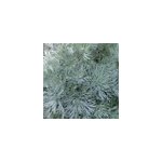 6 x armoise schmidtiana - artemisia schmidtiana 'nana' - godet 9x9 cm