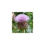 6 x artichaut - cynara scolymus - godet 9x9 cm