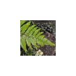 6 x aspidie du japon, pattes d'ours - polystichum polyblepharum - godet 9x9 cm