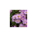 6 x aster nain - aster dumosus 'anneke' - godet 9x9 cm