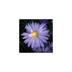 6 x aster nain - aster dumosus 'lady in blue' - godet 9x9 cm