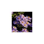 6 x aster nain - aster dumosus 'professor anton kippenberg' - godet 9x9 cm