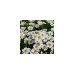 6 x aster nain - aster dumosus 'schneekissen' - godet 9x9 cm