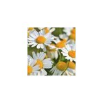 6 x il de b uf - anthemis hybrida 'sauce hollandaise' - godet 9x9 cm