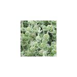 6 x ballote - ballota pseudodictamnus - godet 9x9 cm