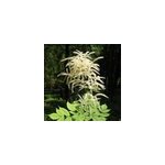 6 x barbe - de - bouc dio�que - aruncus dioicus - godet 9x9 cm
