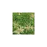 6 x barbe - de - bouc dio�que - aruncus dioicus 'kneiffii' - godet 9x9 cm