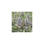 6 x bugle rampant - ajuga reptans 'burgundy glow' - godet 9x9 cm