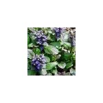 6 x bugle rampant - ajuga reptans 'catlin's giant' - godet 9x9 cm