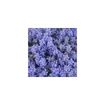 6 x bugle rampant - ajuga reptans 'chocolate chips' - godet 9x9 cm