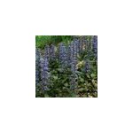 6 x bugle rampant - ajuga reptans - godet 9x9 cm
