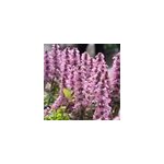 6 x bugle rampant - ajuga reptans 'purple torch' - godet 9x9 cm