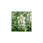 6 x bugle rampant - ajuga reptans 'sanne' - godet 9x9 cm