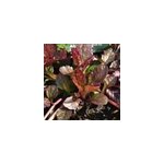 6 x bugle rampant pourpre - ajuga reptans 'atropurpurea' - godet 9x9 cm