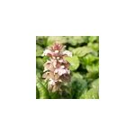 6 x bugle rampant pourpre - ajuga reptans 'rosea' - godet 9x9 cm