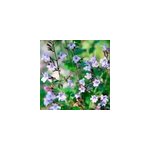 6 x calamintha nepeta. - calamintha nepeta 'marvelette blue' - godet 9x9 cm