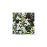 6 x calamintha nepeta. - calamintha nepeta 'marvelette white' - godet 9x9 cm