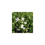 6 x campanule des murets - campanula poscharskyana 'e. h. frost' - godet 9x9 cm