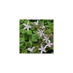 6 x campanule des murets - campanula poscharskyana 'lisduggan' - godet 9x9 cm