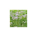 6 x cardamines des pr�s, cresson des pr�s, cressonnette - cardamine pratensis -