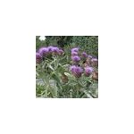 6 x cardon - cynara cardunculus - godet 9x9 cm