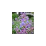6 x chataire mussinii - nepeta mussinii - godet 9x9 cm
