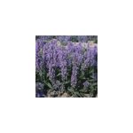 6 x chataire nervur�e - nepeta nervosa - godet 9x9 cm