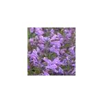 6 x chataire de sib�rie - nepeta sibirica - godet 9x9 cm